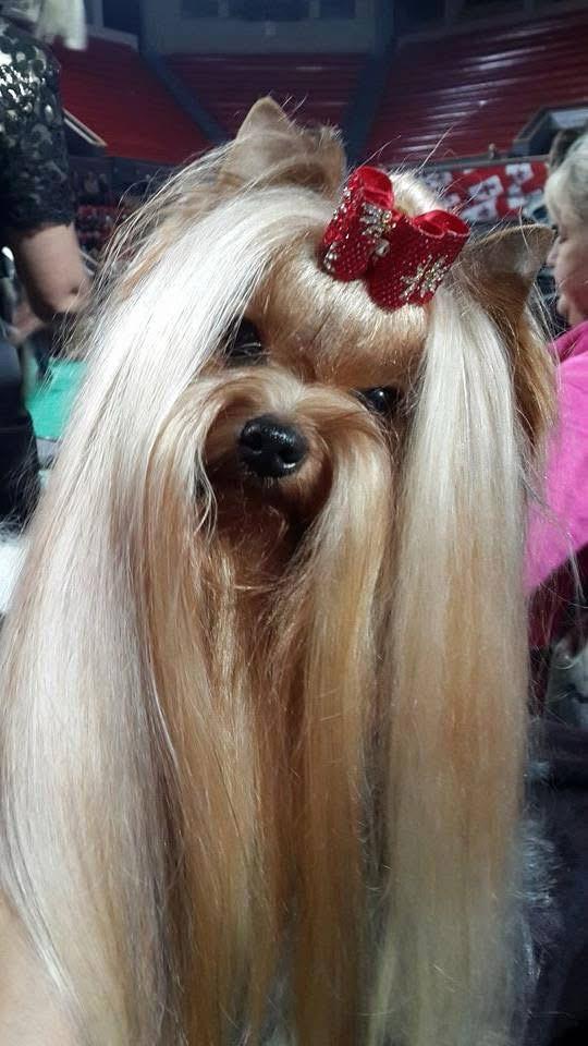 GALLANA ARISTOS CHINS UP &mdash; Labaza DogPedigree YorkshireTerrier